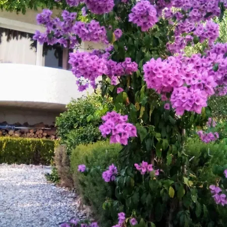 Viki - Seaview & Garden Terrace * Makarska